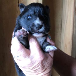 Kona - Agouti and white female Siberian Husky puppy in Thomasville, Georgia from Southern Blues Siberian Huskies