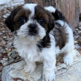 AKC Buzzy Bear (Champion Bloodline) - Red and white male Shih Tzu puppy in Long Beach, California from Prieto Shih-Tzu's