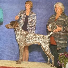 Steele - German Shorthaired Pointer