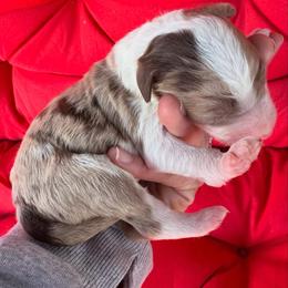 Silas - Red merle male Aussiedoodle puppy in Orland, California from Shockley’s Elite Doodles