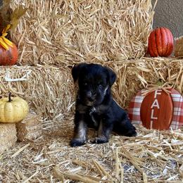 Miniature Schnauzer Puppies from Schnauzers on Robinson Lane