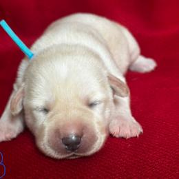 Blue - Yellow male Labrador Retriever puppy in Vero Beach, Florida from Southern Sunshine Labradors