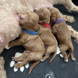 Cavapoo Puppies from Heritage Home Cavapoos