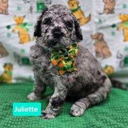 Juliette - Blue merle female Bernedoodle puppy in Summerville, South Carolina from Channys Doodles