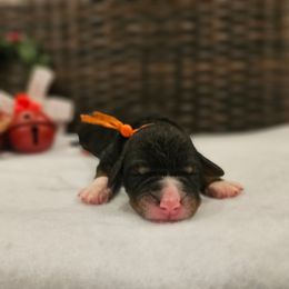 Orange collar - Tri-color male Bernedoodle puppy in Shelby, North Carolina from Forever Grateful Doodles