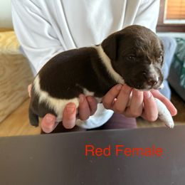 German Shorthaired Pointer Puppies from Bernardonis