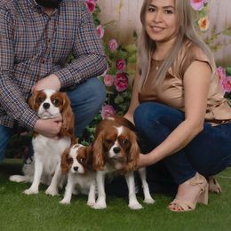 Cavalier King Charles Spaniels from Ikis & Grace King Charles Cavelier Spaniels