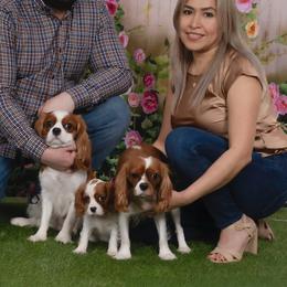 Cavalier King Charles Spaniels from Ikis & Grace King Charles Cavelier Spaniels