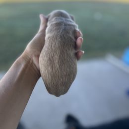 Cheese - Cream female Goldendoodle puppy in Point, Texas from Tiny Paws Goldendoodles