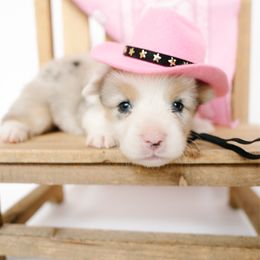 Dolly - Blue merle and white female American Corgi puppy in Adairsville, Georgia from Ingram's Corgis