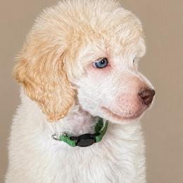 Cruller - Cream male Poodle puppy in Grovetown, Georgia from PND Kennel