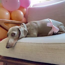 Dachshund All Grown Up from Dachshunters