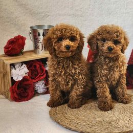 Poodle Puppies from Lisa Calderon