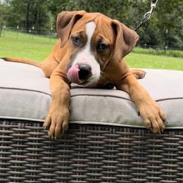 American Bully Puppies from TEXAS BULLY FAMILY