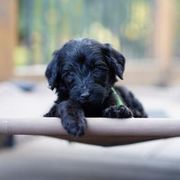 Green collar - Black male Goldendoodle puppy in Spokane, Washington from Doodle Love