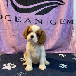 Black Russian Terrier and Cavalier King Charles Spaniel Puppies from Ocean Gem & Guardian Bears