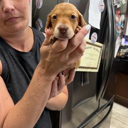 Red cream girl - Fawn (isabella) and cream female Dachshund puppy in Eustis, Florida from Branton Family Dachshunds