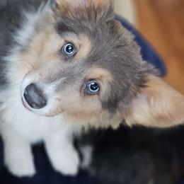 $3000 V-Day Special Tinsel - Pembroke Welsh Corgi puppy from Top-Notch Paws