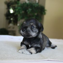 Miniature Schnauzer Puppies from King’s Miniature Schnauzers