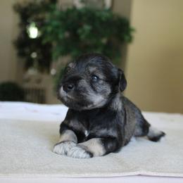 Miniature Schnauzer Puppies from King’s Miniature Schnauzers