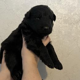 Rena - white collar - Black female German Shepherd puppy in Winterport, Maine from Vom Stevens Old Fashioned German Shepherds