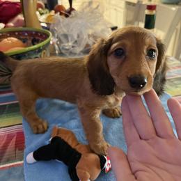 Dachshund Puppies from Lori Compoi