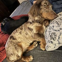 Dachshund All Grown Up from Lanier’s Little Weenies