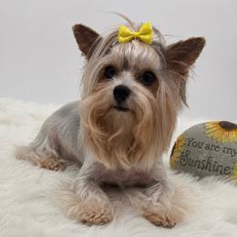Jersey - Parti female Yorkshire Terrier puppy in Benton, Illinois from Furry Tailz Yorkies
