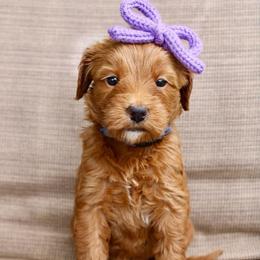 Truffle - Red  female Goldendoodle puppy in Comanche, Texas from Central Texas Doodles, LLC.