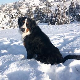 Bernedoodle and Bernese Mountain Dog All Grown Up from Montana Berners