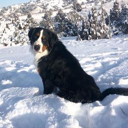 Bernedoodle and Bernese Mountain Dog All Grown Up from Montana Berners