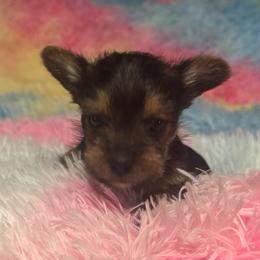 Tiny traditional girl - Blue and gold female Yorkshire Terrier puppy in Milton, Florida from Sassenach Yorkie Kennels