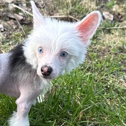 Chinese Crested puppies from JJ’s Pawz and Clawz