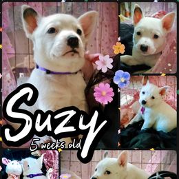 Suzi - Blue speckled female Australian Cattle Dog puppy in Fife Lake, Michigan from Kurczak Farm LLC