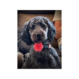 Oak - Poodle