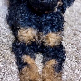 Goldendoodles from Magnolia Mike’s golden doodles