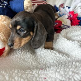 Isaac - Black and cream male Dachshund puppy in Homedale, Idaho from Jeff & Joette