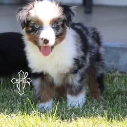 River - Blue merle male Miniature American Shepherd puppy in Elgin, Oregon from Cross L Miniature American Shepherds