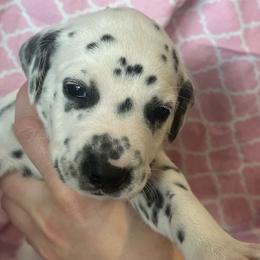 Milky Way - White and black female Dalmatian puppy in Austin, Texas from Dazzling Dalz