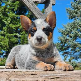 Australian Cattle Dog Puppies from TLC Cattle dogs