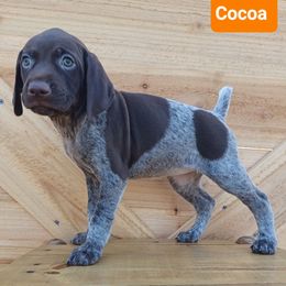 Cocoa - Liver roan female German Shorthaired Pointer puppy in Elberta, Alabama from Old Orchard Farm