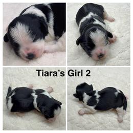 Girl 2 - Black and white female Havanese puppy in Elkins, Arkansas from Havana Knights Havanese