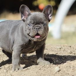 Bulldogs and French Bulldogs from MMG Bulldogs