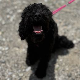 Alexis (Lex) - Black female Cockapoo puppy in Hopkins, South Carolina from Sugar and Spice Cockapoos