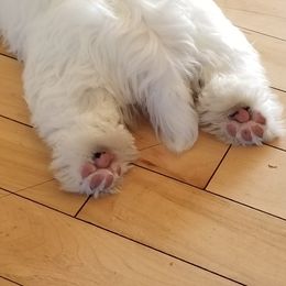 Sealyham Terrier Puppies from Alibi Sealyham Terriers