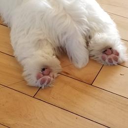 Sealyham Terrier Puppies from Alibi Sealyham Terriers