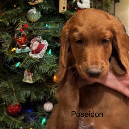 Goldendoodle Puppies from Golden Mesa Doodles