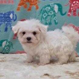 Teddy - White male Maltese puppy in Monticello, Iowa from Ashley’s Puppies
