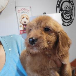 Duke - Apricot male Goldendoodle puppy in Milwaukwe, Wisconsin from Wisconsin Doodles