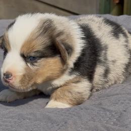 American Corgi and Pembroke Welsh Corgi Puppies from Wild West Corgis